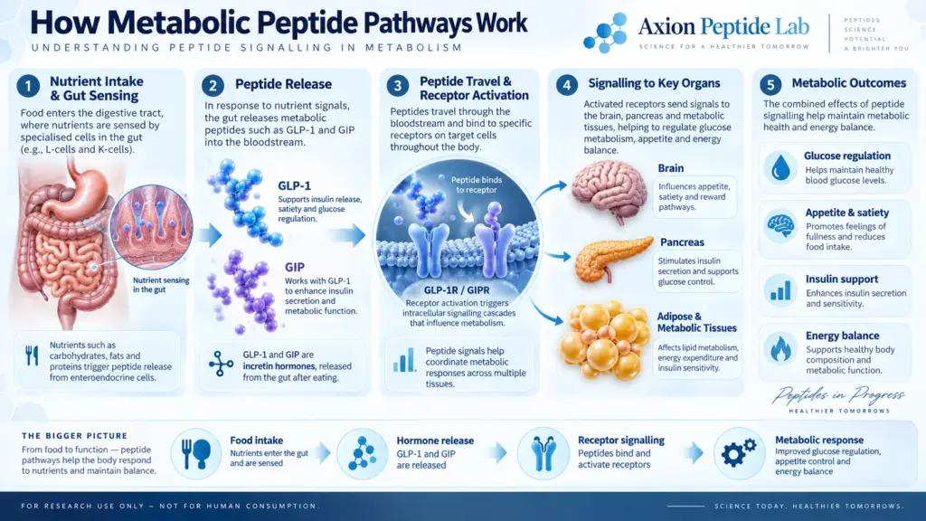 peptides for weight loss,what are peptides, peptides, peptide research, research peptides, peptide science, peptide hormones, peptide biology, peptide structure, amino acid chains, peptide bonds, how peptides work, peptides explained, peptide molecules, natural peptides, synthetic peptides, peptides vs proteins, amino acids vs peptides, peptide signalling, cell signalling peptides, peptide receptors, peptide receptor signalling, biological peptides, peptide function, peptide metabolism, metabolic peptides, peptide pathways, peptide chemistry, peptide synthesis, laboratory peptides, scientific peptide research, high purity research peptides, research grade peptides, peptides for laboratory research, peptide compounds, peptide analysis, peptide purity, peptide testing, peptide certificate of analysis, peptide COA, HPLC peptide testing, mass spectrometry peptides, peptide identity testing, peptide stability, lyophilized peptides, lyophilised peptides, peptide storage, peptide quality control, peptide batch testing, peptide traceability, peptide analytical documentation, GLP-1 peptides, GIP peptides, GLP-1 research, GIP research, metabolic peptide pathways, incretin hormones, gut brain axis peptides, peptides and metabolism, peptides and weight regulation, peptides for weight loss research, semaglutide research, tirzepatide research, retatrutide research, GLP-1 receptor agonist research, dual agonist research, triple agonist research, GIP GLP-1 research, GIP GLP-1 glucagon research, peptide clinical research, peptide safety research, peptide innovation, peptide discovery, peptide biotechnology, peptide therapeutics research, bioactive peptides, signalling molecules, hormonal peptides, peptide drug discovery, peptide development, peptide applications, peptide laboratory, peptide research laboratory, peptide supplier, research peptide supplier, buy research peptides, buy research peptides online, research peptides USA, research peptides UK, research peptides Canada, laboratory research peptides, peptide catalogue, peptide research compounds, peptide molecular biology, peptide pharmacology, peptide biochemistry, peptide receptor binding, peptide structure activity relationship, peptide analytical testing, peptide research guide, Axion Peptide Lab